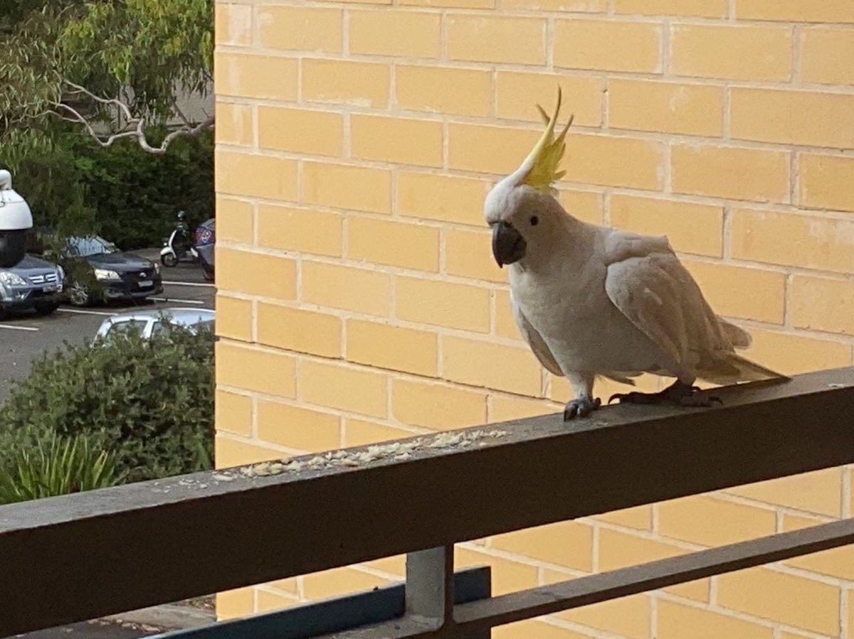 Amy Lii Amy Li0523 Twitter