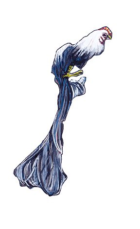 尾長鶏のtwitterイラスト検索結果