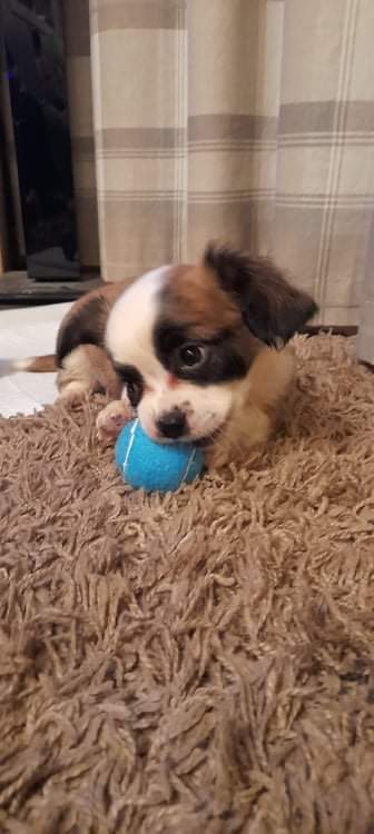fimi2008's tweet photo. Meet the newest member of our family.....OSCAR 🐶   @SunnysidePri https://t.co/InwWUv4UuU