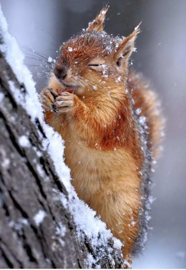 f3y8EfQdyyZh3p7's tweet photo. А у нас зима сказочно красивая! Вы сможете гулять, дышать свежим воздухом и любоваться прекрасными пейзажами. Могучие сосны, белоснежные просторы Волги и Жигулевские горы. Это отличное дополнение к индивидуальной программе Вашего лечения и оздоровления!Ждём встречи! 998-55-70(75) https://t.co/NR4dvPtp9c