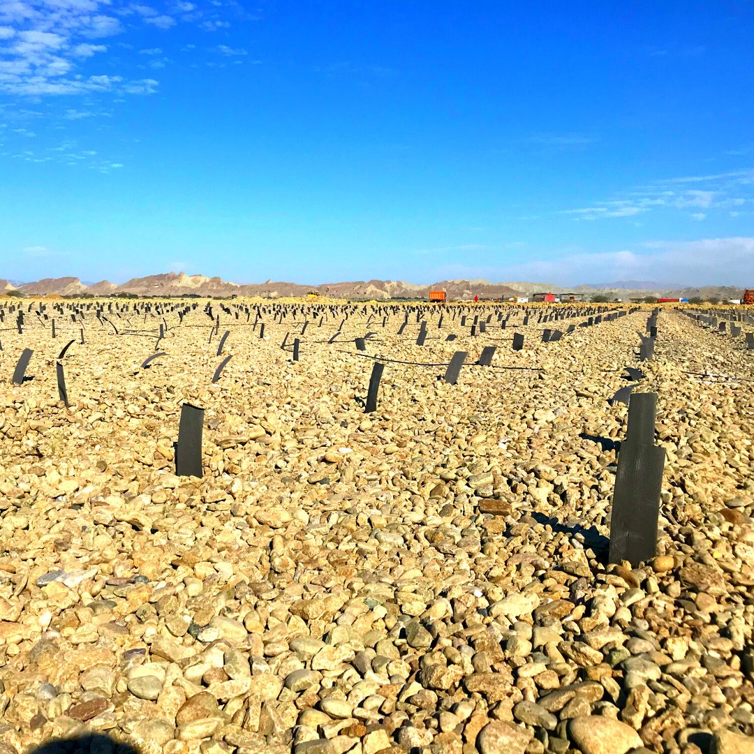omsvibro's tweet photo. #OMS #WickDrain Machine is very useful equipment to drain the water in the cohesive soils, thus, the liquefaction risk is minimal and settlement time is higher than standard procedures.
This extraordinary machine was used to place hundreds of #wick in the soil in a #project 🏆 https://t.co/W0CtRBTM3b