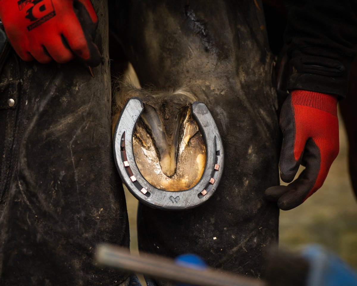 #MustadLiBero is a versatile shoe for leisure and sport. Expert nail hole positioning, strong proportional clips, and unrivalled durability.

Learn more: mustad.com/en_gb/horsesho…