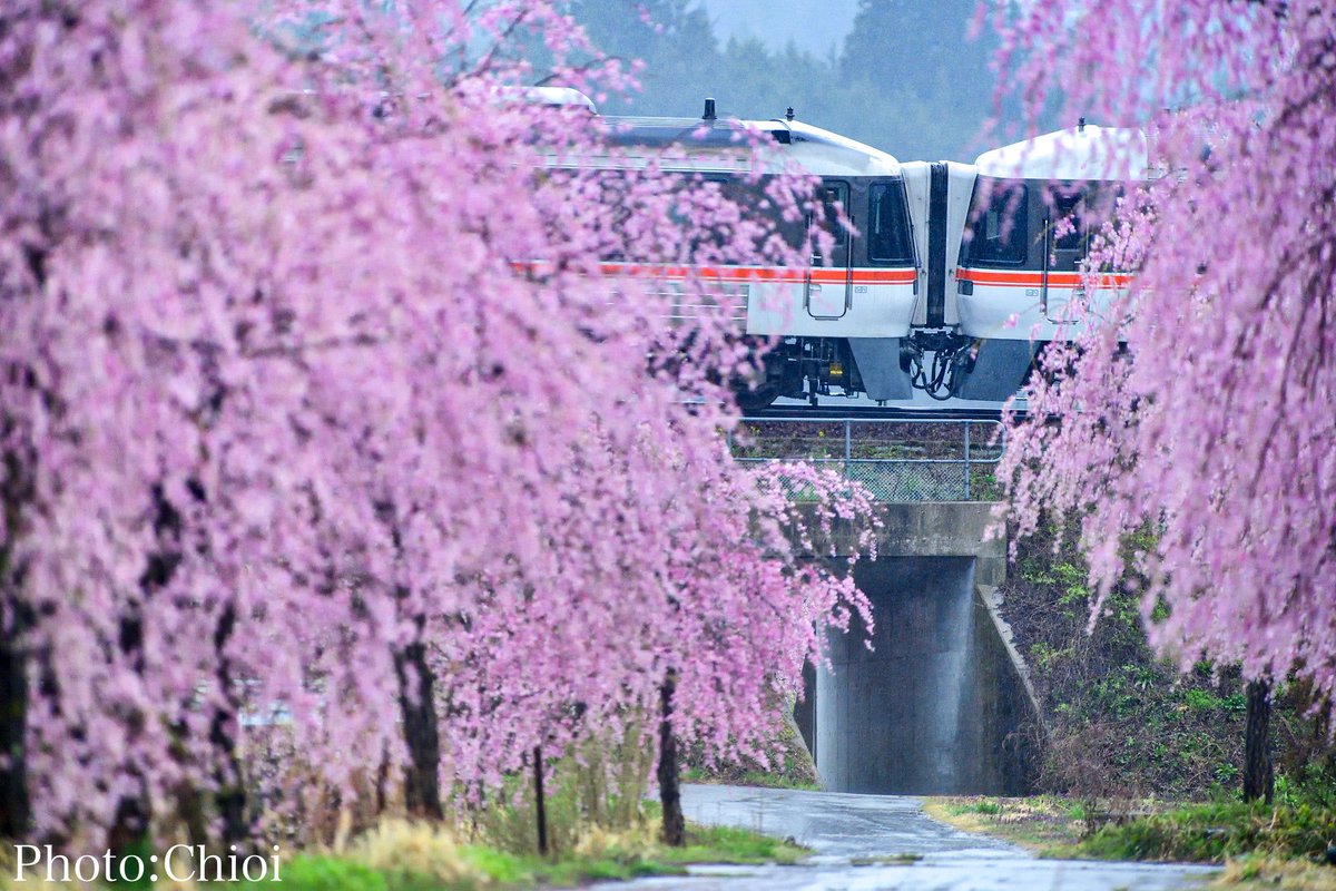 pastelchioi's tweet photo. 今年も雨の日に
桜咲く小道で待つ。 https://t.co/1y2iU66ois