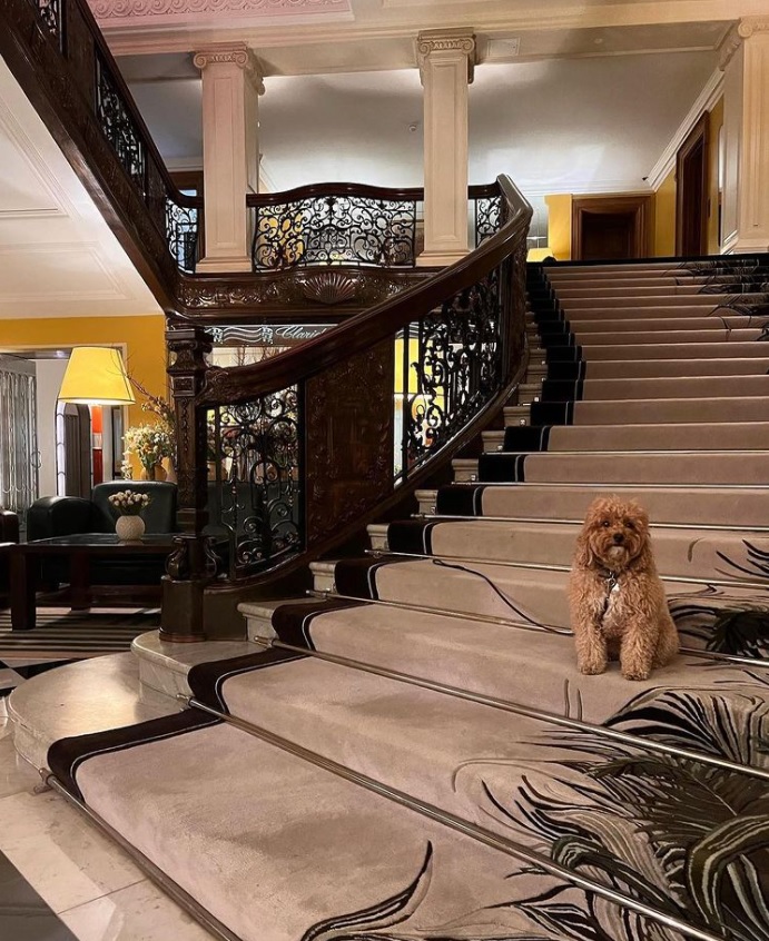 ClaridgesHotel's tweet photo. Good morning Monday, from our canine chum Sofia 🐕 ( via our friend @EricUnderwood1 ) we hope you all have a lovely day #ClaridgesCanine #lobbylife #happymonday #withlovefromClaridges 🐾🦴 https://t.co/NuZtnYjA4O