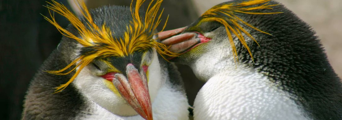 Royal penguins are confined to Macquarie Island and nearby Bishop and Clerk Islands, in Australia. The species was heavily exploited (for their oil) in the 19th century, but has recovered since. They like to dine on krill, fish &amp; squid.

#PenguinAwarenessDay
Pic IUCN PSG