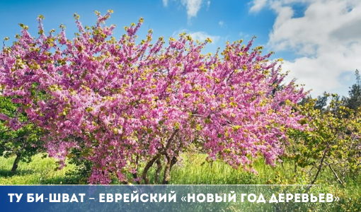Ту би-Шват – еврейский праздник, название которого переводится как «Новый год деревьев». Это праздник крестьянского труда, праздник природы, праздник, выражающий любовь к деревьям, чьи глубокие корни ассоциируются с глубокой связью народа со своей землей. 
samddn.ru/novosti/novost…