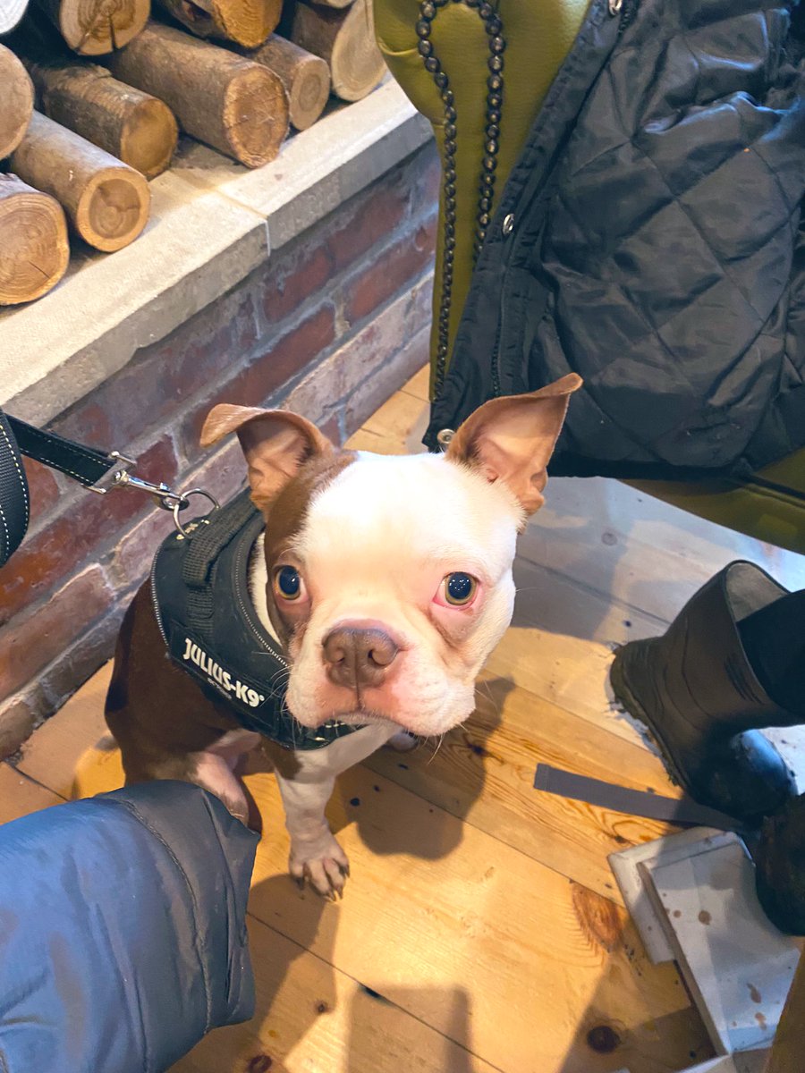 vickythompson28's tweet photo. Making your #BlueMonday a bit easier with lots of pictures of gorgeous pets ๐ฅฐ Add yours for a nice long thread of our furry friends ๐(doesnโt have to be your own pet if you donโt have one!) #mercerpets #bestfriends #JeffreytheBostonTerrier https://t.co/a2qF9AdvpN