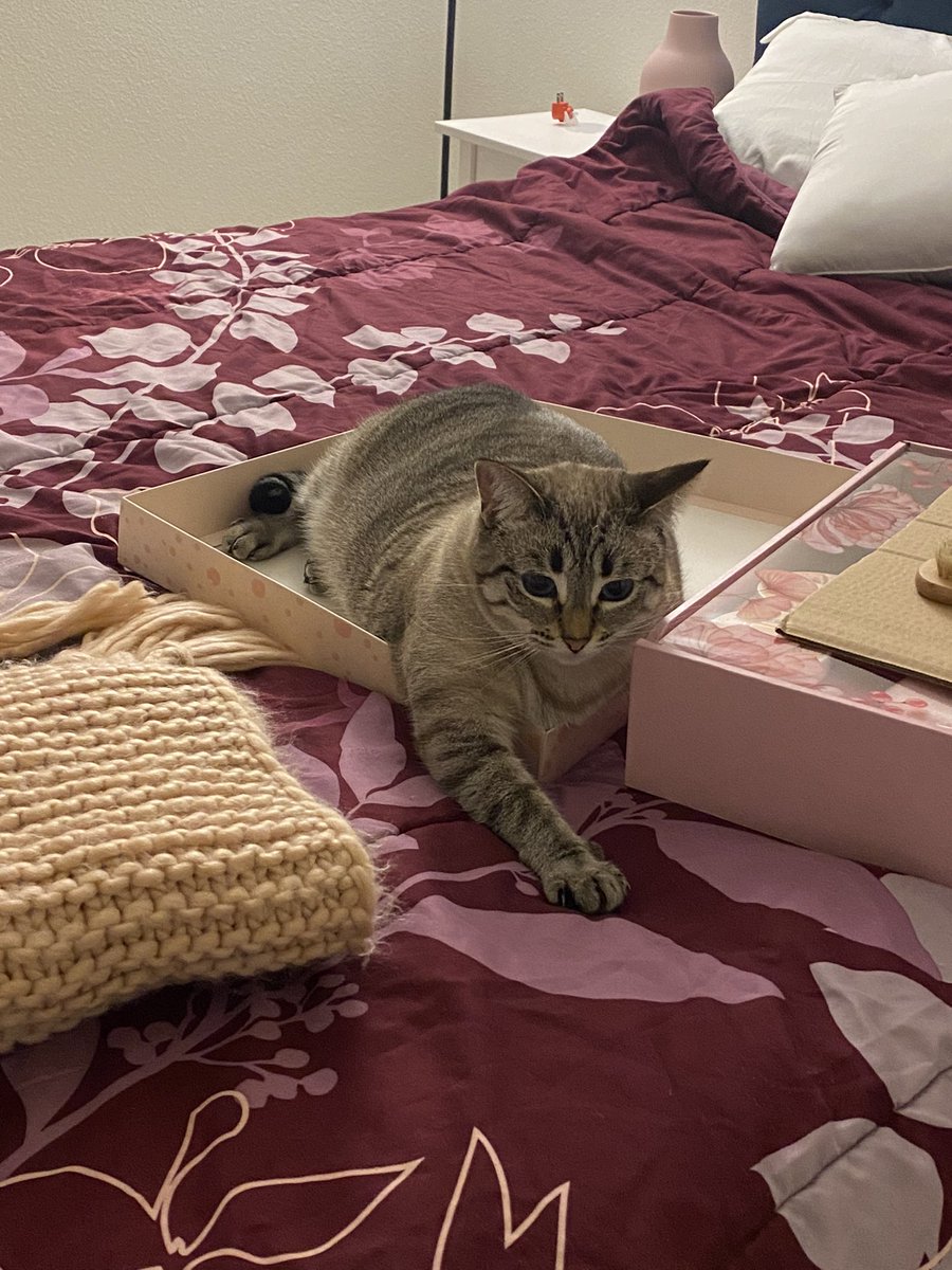 ewellreyna's tweet photo. Zelda in the box! ❤️❤️ https://t.co/KBwWC2vcsS