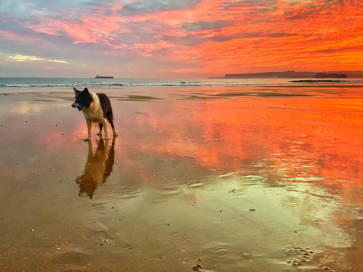 eltomavistas's tweet photo. El amanecer de hoy lunes visto desde el Sardinero… Una verdadera gozada
https://t.co/nH3uBffrGO @tiempobrasero https://t.co/bjhzSKCNlw
