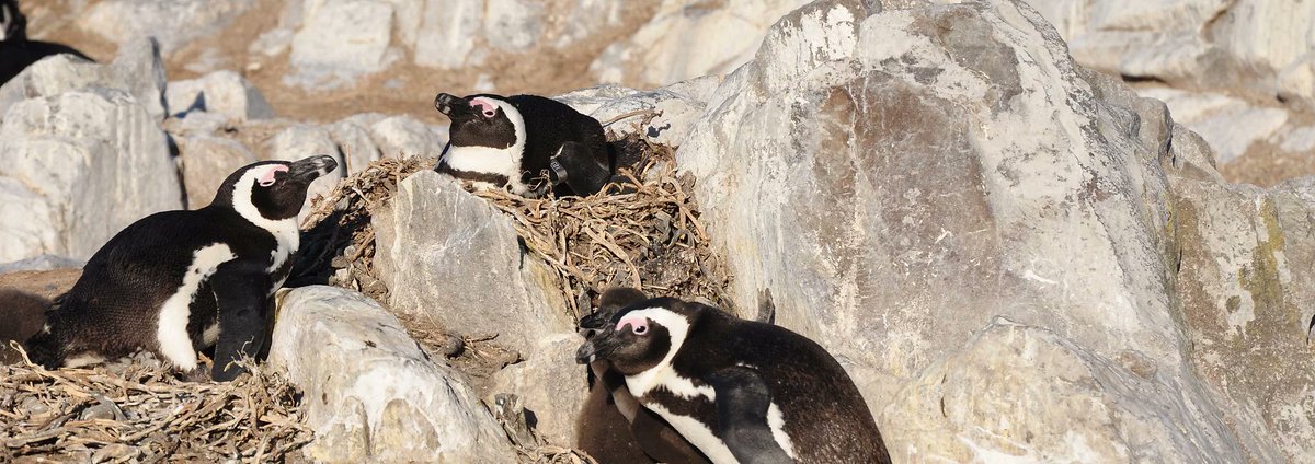The global population of African penguins is ~25,000 pairs - a decrease from &gt;1.5 million pairs 100 years ago. This fast decline is primarily caused by less prey availability due to climate change &amp; fisheries competition.

#PenguinAwarenessDay
Pic IUCN PSG