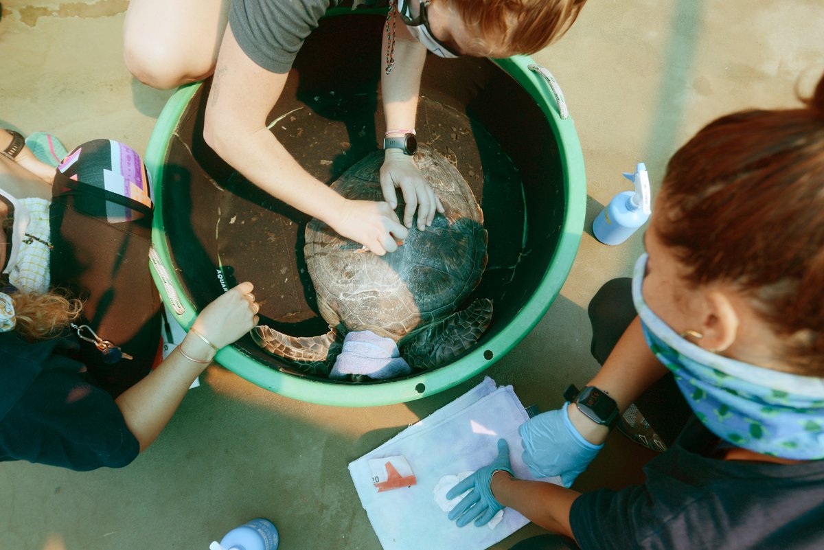 IOLTravel's tweet photo. Lychee the rescued Green Turtle is being tagged with a small radio transmitter at the @2OceansAquarium. Lychee will be released on Monday with several other rescued turtles in the warmer waters of the Agulhas Current. 🐢 
📸 @humansnarrative / @AfriNewsAgency https://t.co/IMI8ez4Uhs