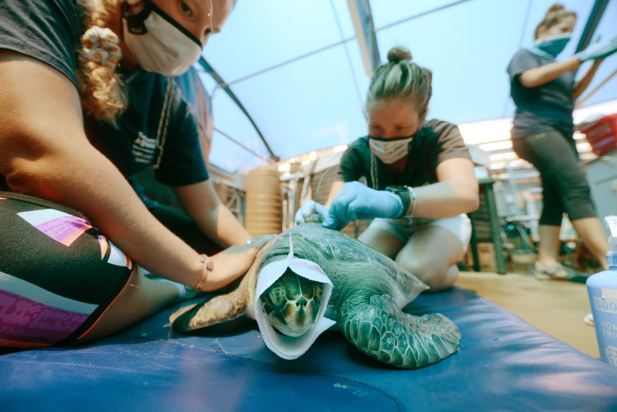 IOLTravel's tweet photo. Lychee the rescued Green Turtle is being tagged with a small radio transmitter at the @2OceansAquarium. Lychee will be released on Monday with several other rescued turtles in the warmer waters of the Agulhas Current. 🐢 
📸 @humansnarrative / @AfriNewsAgency https://t.co/IMI8ez4Uhs