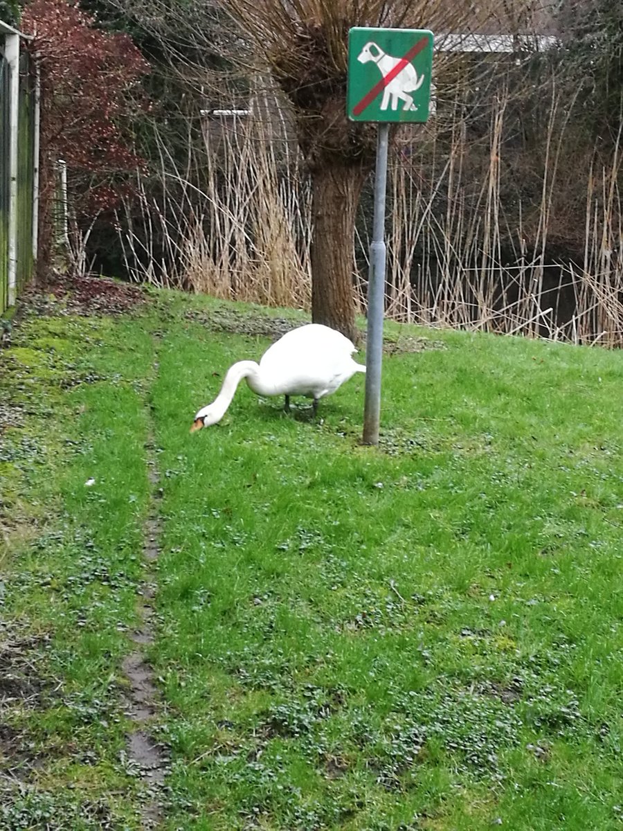 HelenaVictoriaD's tweet photo. Good morning, #Merenwijk! #BoroughofLakes

I am off jogging. 

Happy #BlueMonday and #GreenMonday at #HappySoaps! https://t.co/OKs3Lm2ltu