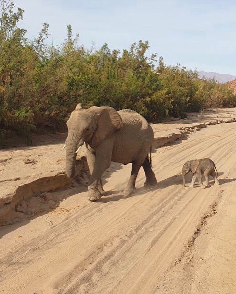 Elephant-Human Relations Aid tweet media