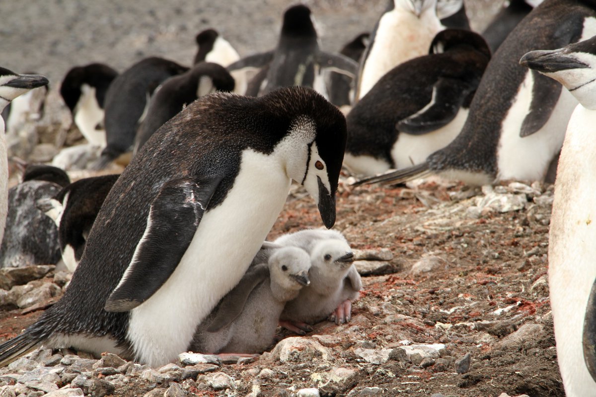 Chinstrap penguins are (Antarctic) krill lovers, but it will also take fish and other crustaceans they pursue at depths of 70 m. They breed on rocky coasts in ice-free areas in Antarctica &amp; sub-Antarctic islands.

#PenguinAwarenessDay
Pic M LaRue