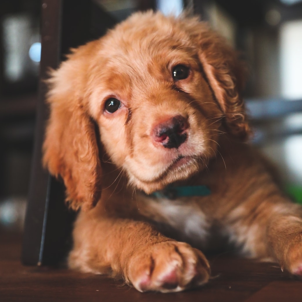 VetChef's tweet photo. We need a shot of serotonin and dopamine, so we hope this picture of a puppy does the trick! ❤️ https://t.co/oF9tfMmXto