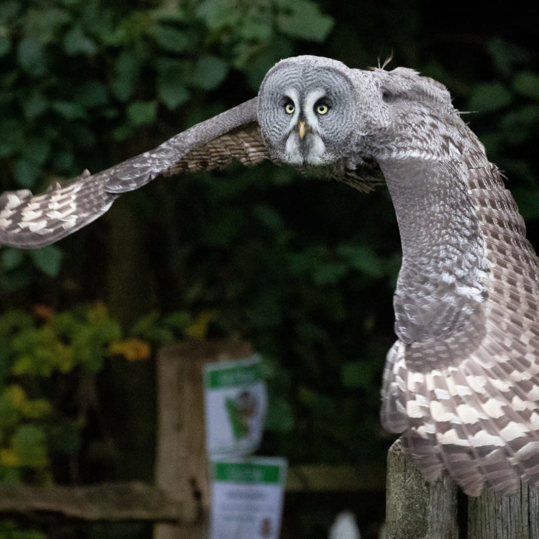 WillowsBop's tweet photo. Owls about a pic of our gorgeous Kiki to chase away those January Blues! #owl #greatgrey #nature #birdsofprey #flying #Monday #January https://t.co/acQoPIuskd