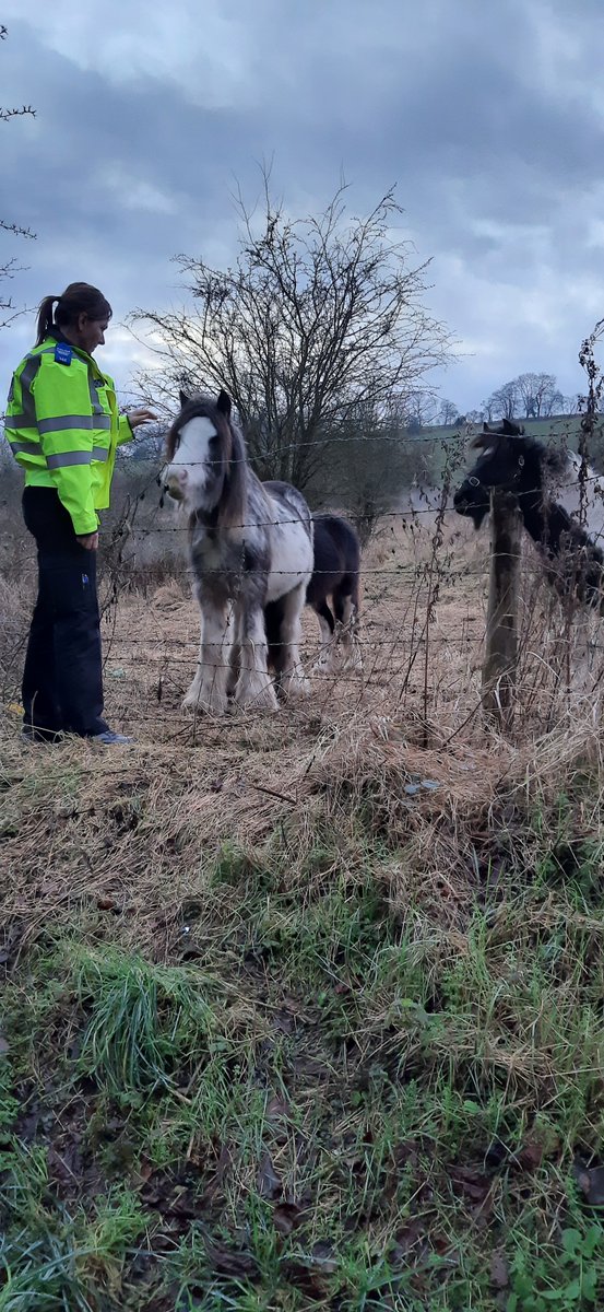 TVP_Wycombe's tweet photo. #MarlowNHPT have been checking the welfare of the ponies on Town Lane, Wooburn Green. This is in response to local residents concerns. We check that the fences are secure so that they can't get onto the road. On this occasion they were all fine๐ด ๐ #C0146 #C7392 #RuralPatrols https://t.co/E9ZIoHmBUz