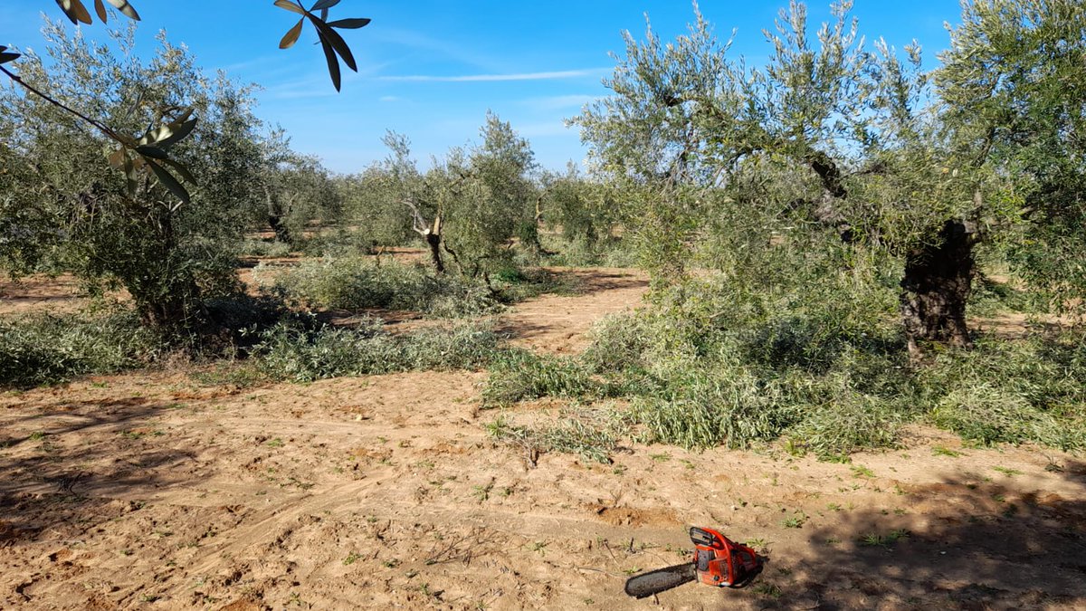 RAIF_noticias tweet media