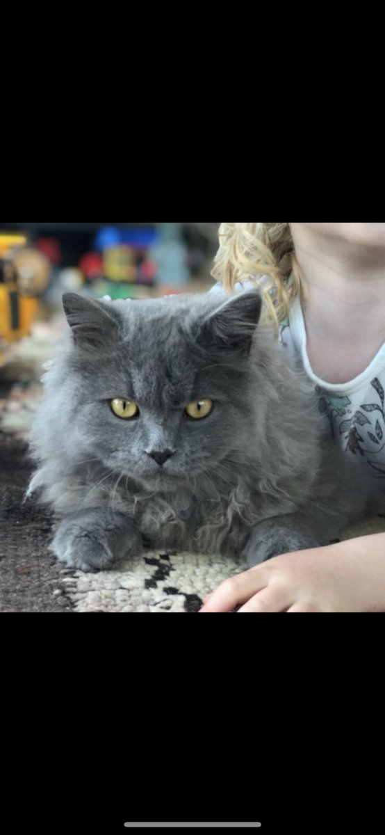 RobdaBank's tweet image. Hey Isle of Wight crew. We’ve lost our cat Crumpet (don’t blame me for the name!) … if anyones seen him on the West Wight pls do let me know 🙏