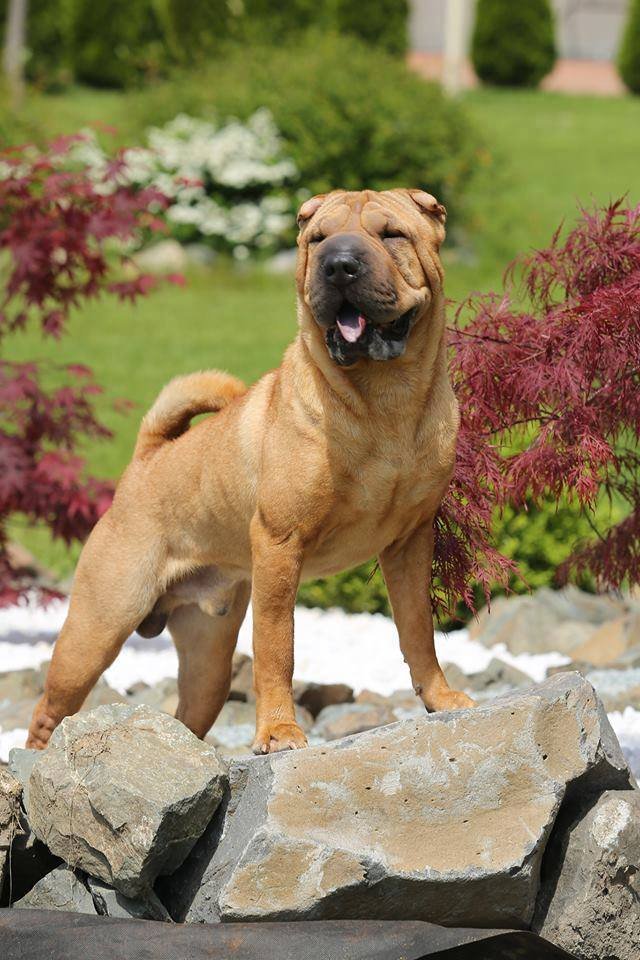 pei_plays's tweet photo. This was not a good weekend.  My boy crossed the rainbow bridge. Thank you for everything and i hope i did right by you. You are now free to chase all the birds, cats and buses you want.  Uchi - Sept 13  2011 ~ Jan 15 2022 https://t.co/ZU07ws4m7O