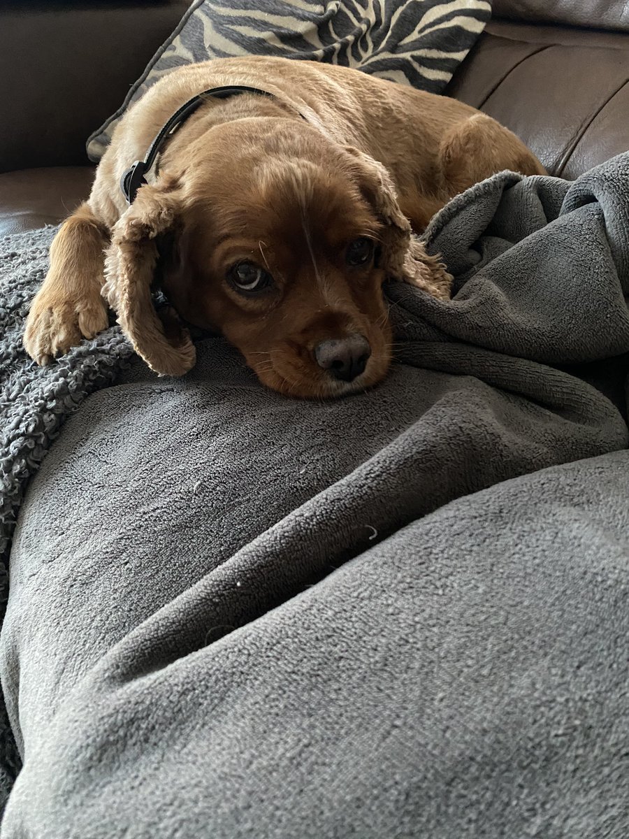 glenncc2712's tweet photo. @vickythompson28 #lazyboy #mercerpets https://t.co/jfN7IpnziL