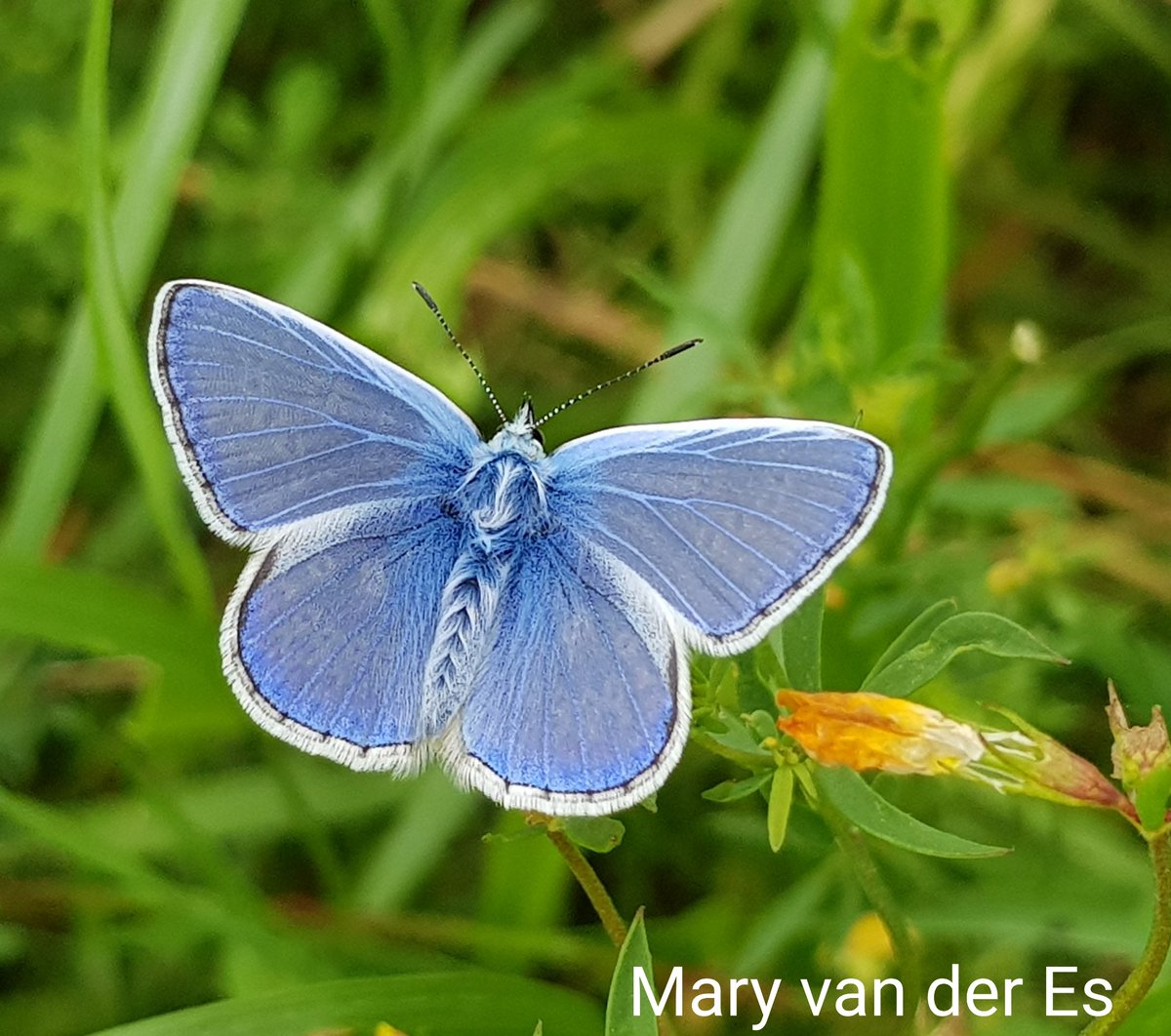 maryvanderes's tweet photo. Dag 17/31 van #januarivlindermaand
Het algemeenste blauwtje in ons land:
Het #Icarusblauwtje #Polyommatus_icarus
#Common_Blue
@NathalieNatuur https://t.co/hxAQQYfG8W