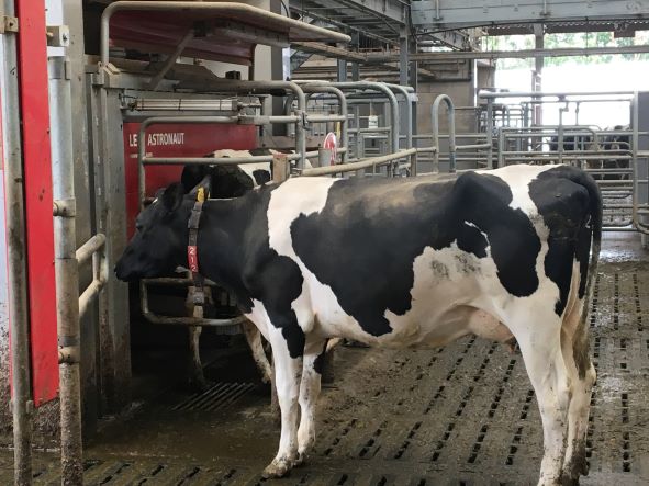 AHDB_Dairy's tweet photo. Two exciting events for your diary this week:

- 1pm Weds - Are robots for you? webinar: https://t.co/gmFGiEQrdC
- 11-2pm Thurs - #StrategicFarm launch in Cornwall: https://t.co/nr4sWf6lQM

See what's coming up later in the month: https://t.co/a7Ywk8Yj6L https://t.co/YNCWdxulCV