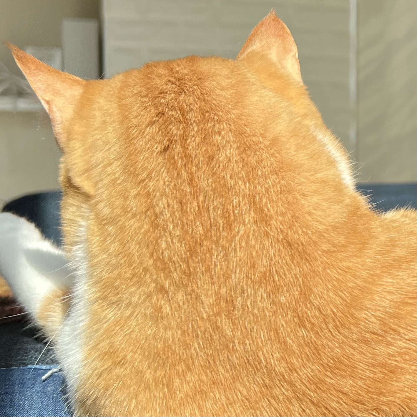 みたいな猫 Twitter Search Twitter