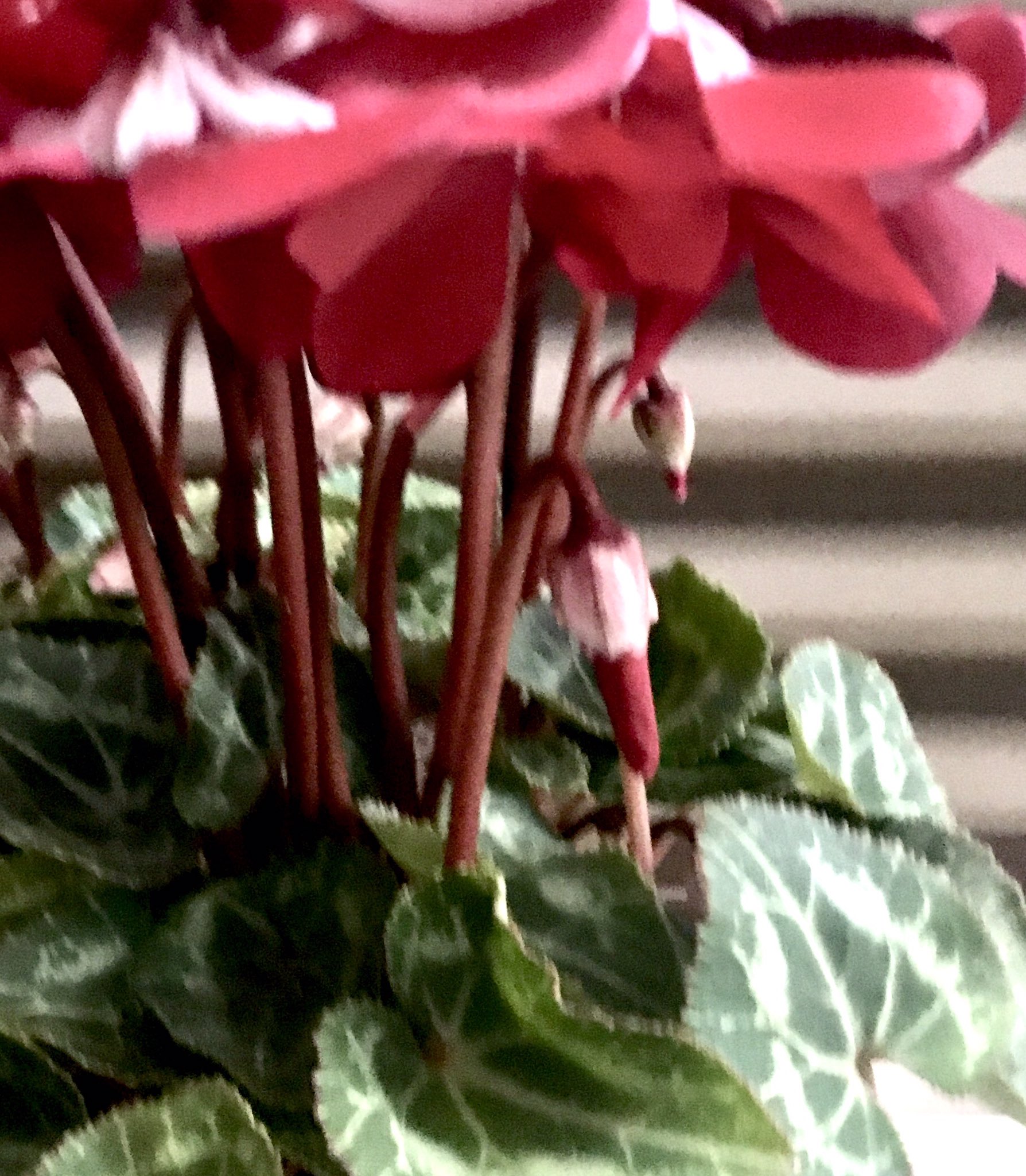 ❣️シクラメンです。2点おまとめ ❣️シクラメンです。2点お