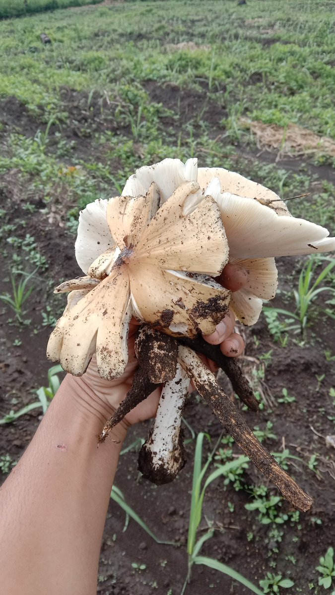 Sebutkan nama lokal di tempat anda.

#jamur #sayuran #musiman