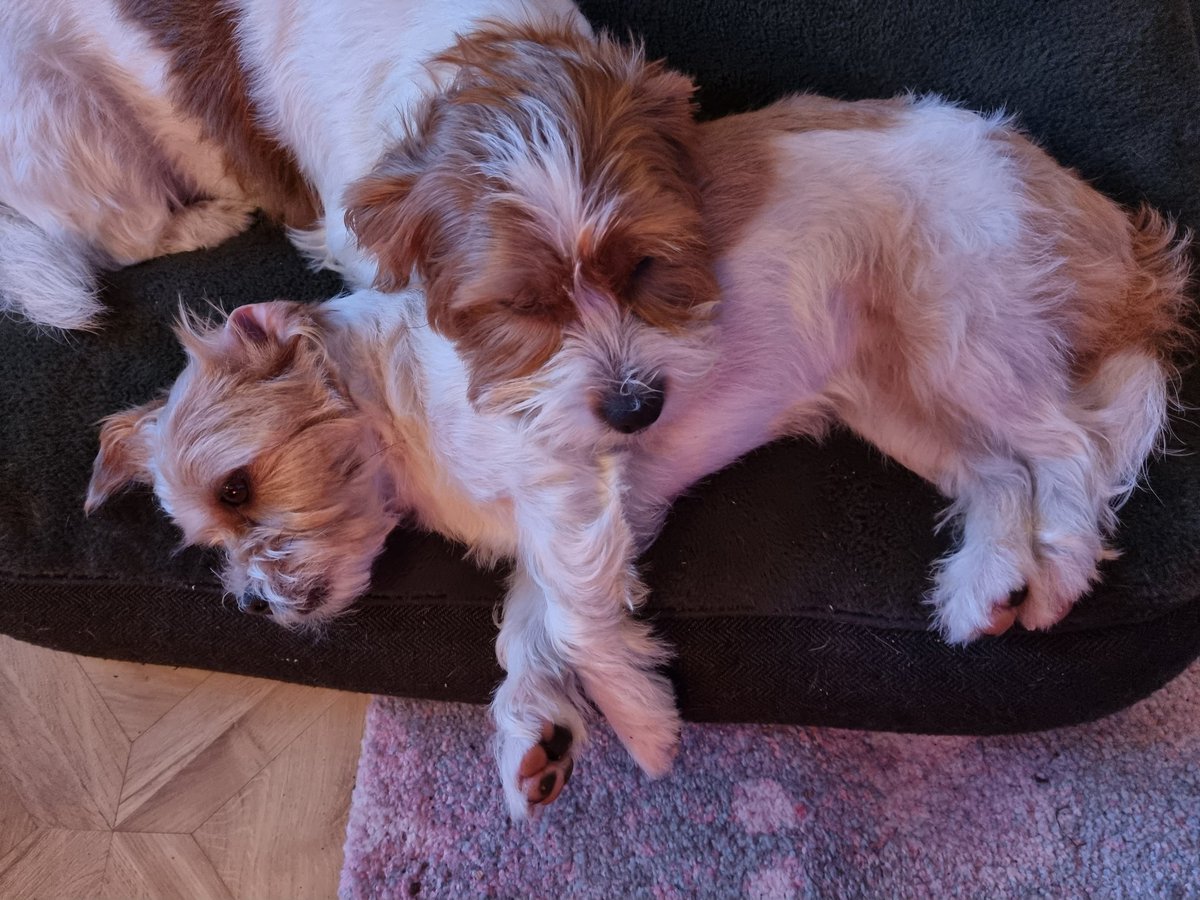 MillieandGriff's tweet image. Looks like Griff has caught the bug too, which is hopefully a good sign that Millie hasn&apos;t got anything more sinister! But the puppers are out of action for a day or two until they feel better ❤🐾 🐾 #dogs #sicknessbug #dogsoftwitter