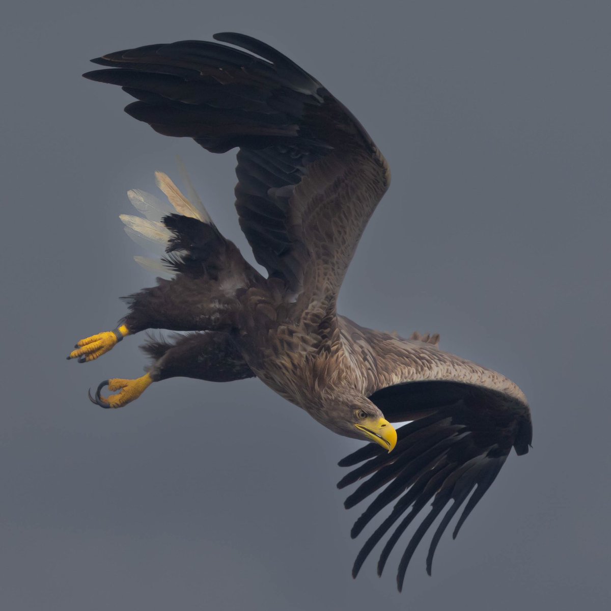 New vlog series on BIF photography starting soon on my YouTube. Ian #wildearth #wildlifephotography #Scotland #canonr6
<a href="/CanonEMEApro/">Canon EMEA Pro</a> <a href="/OPOTY/">Outdoor Photography</a> <a href="/BBCOutofDoors/">Out of Doors</a> <a href="/WildlifeMag/">BBC Wildlife</a> #mull