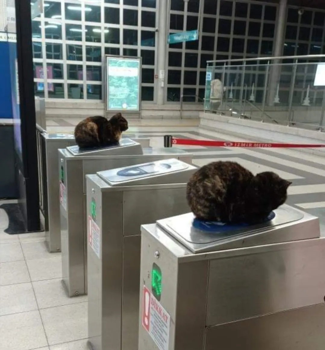 Görev yerine gelmeyen 1 kedi arkadaşımız hakkında işlem başlatılmıştır. 🐈