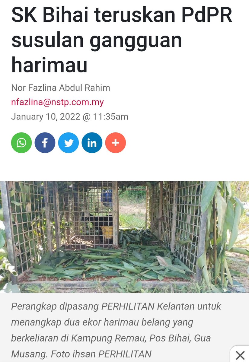 FaktaBukanAuta's tweet photo. Tahukah anda,

7 Jan
Lelaki OA dibaham harimau di Pos Bihai, Gua Musang.

10 Jan
SK Pos Bihai terpaksa PdPR sbb harimau berkeliaran.

12 Jan
Nik Amar nafi harimau berkeliaran sbb pembalakan.

Semalam @aktivis_alam naikkan dron &amp; temui kesan pembalakan.

Rakyat juga jd mangsa. https://t.co/8CqH7x5sS1