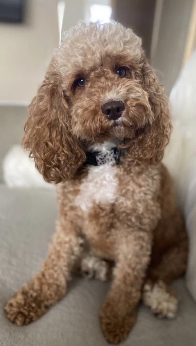 DottieCockapoo tweet picture