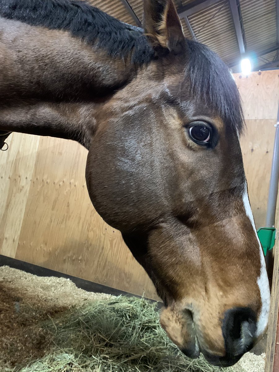 いつか夢見る、お隣さんになる事🐴
#ニシノアップルパイ 
#フッカツノジュモン
@Smaiwashi 