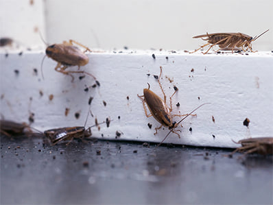 PestExit tweet picture