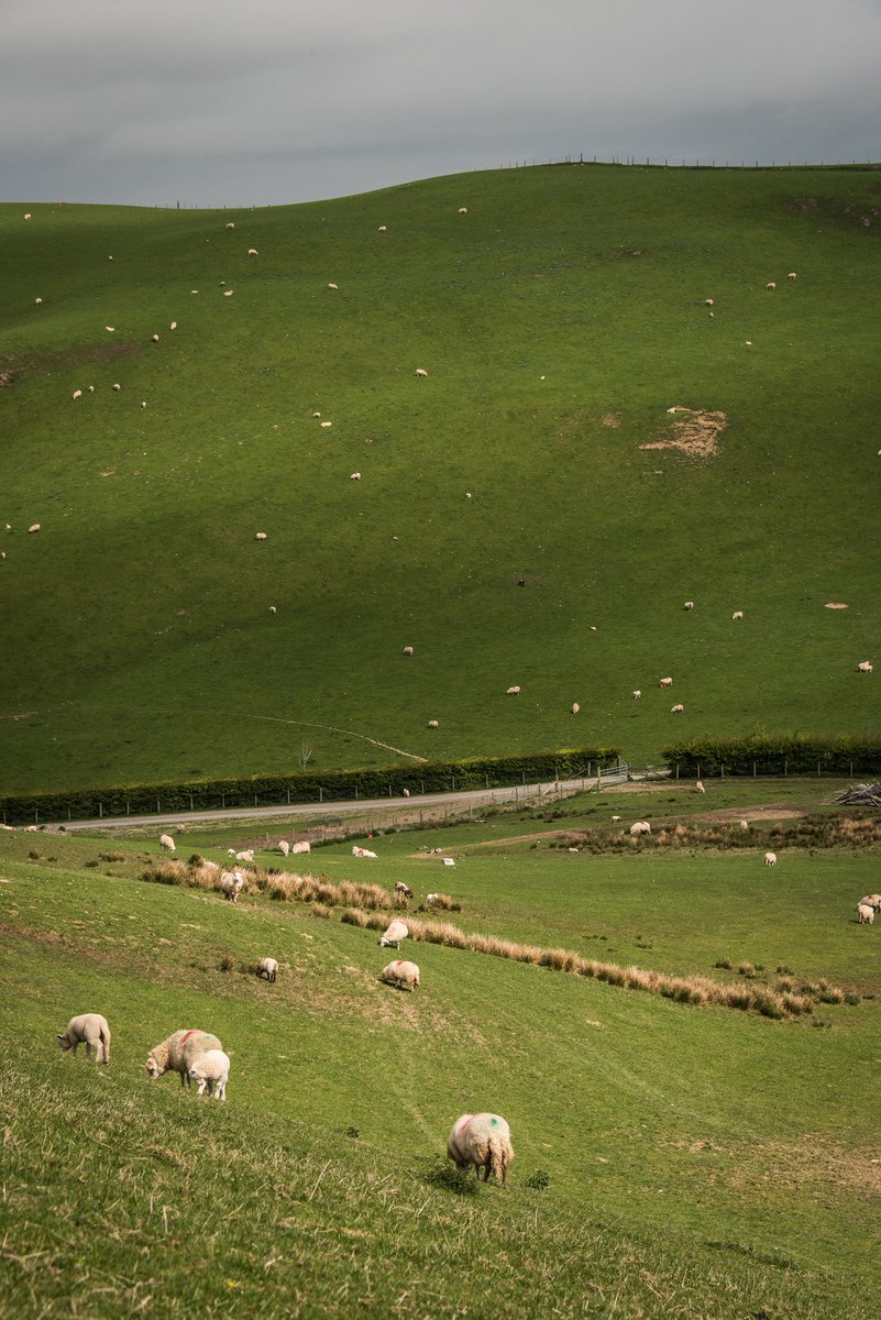 In Galles bovini e ovini sono allevati quasi esclusivamente in maniera non intensiva, con erba e acqua piovana.
L’obiettivo di <a href="/HybuCigCymru/">HCC</a> è di rendere l'allevamento un esempio globale di come produrre cibo di qualità, in modo sostenibile ed efficiente. #sostenibilità