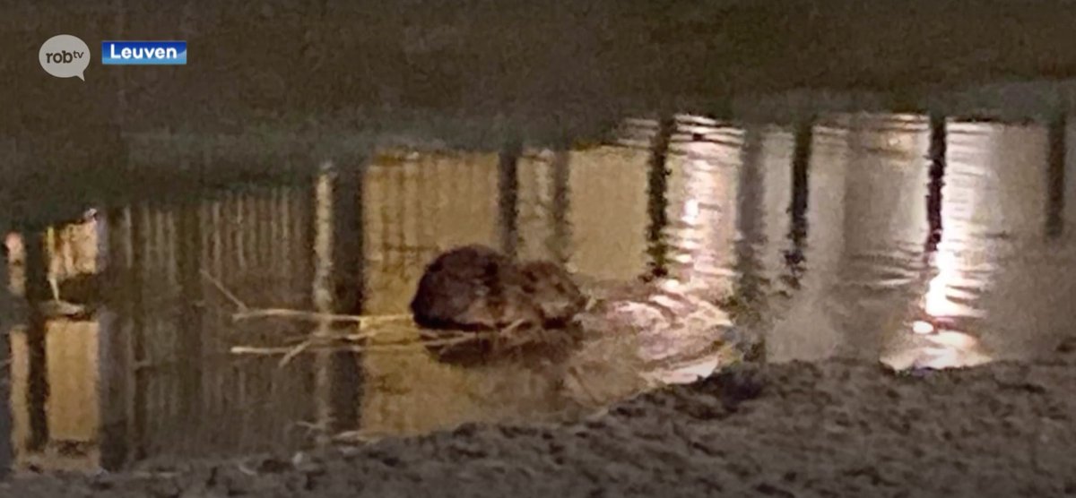 rob_televisie's tweet photo. Een kijker spotte gisterenavond een bever die zich sinds enkele dagen aan het #Sluispark in @stadleuven ophoudt. Waarschijnlijk komt de bever van de Dijledreef, buiten de ring. BEKIJK HIER DE BEELDEN: https://t.co/gVK8PH6c94 #robtv #robnieuws https://t.co/W8Phqzq1jt