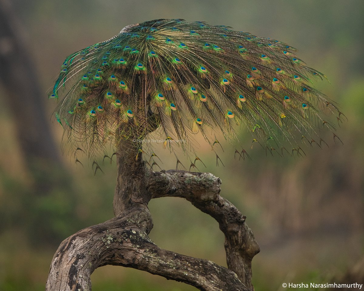 RT @HJunglebook: The peacock tree from Nagarahole

@mahesh_ifs https://t.co/czV9OY2eR3