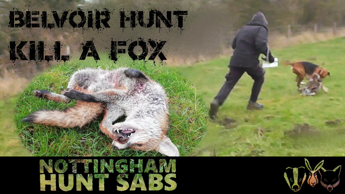 nottsabs's tweet photo. The Belvoir Hunt chased and killed this beautiful fox on Saturday. Watch the video here - https://t.co/1e0wGQ5wjM https://t.co/EoPXfQQlX9