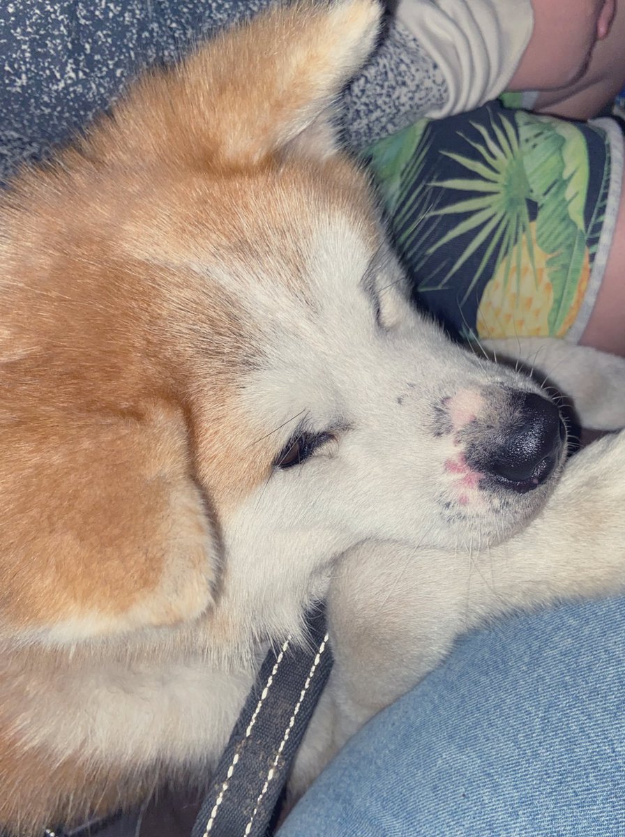 mutico_muu's tweet photo. 知り合いの方が保護してきた
秋田犬ちゃんを譲っていただいた。まだ一歳🐯
これから沢山幸せになろうね☺️
名前は旦那と相談中✨

先住犬のうちの子達の
歓迎のわんわんが
はじまった🐶 https://t.co/eZjgXj0YjX