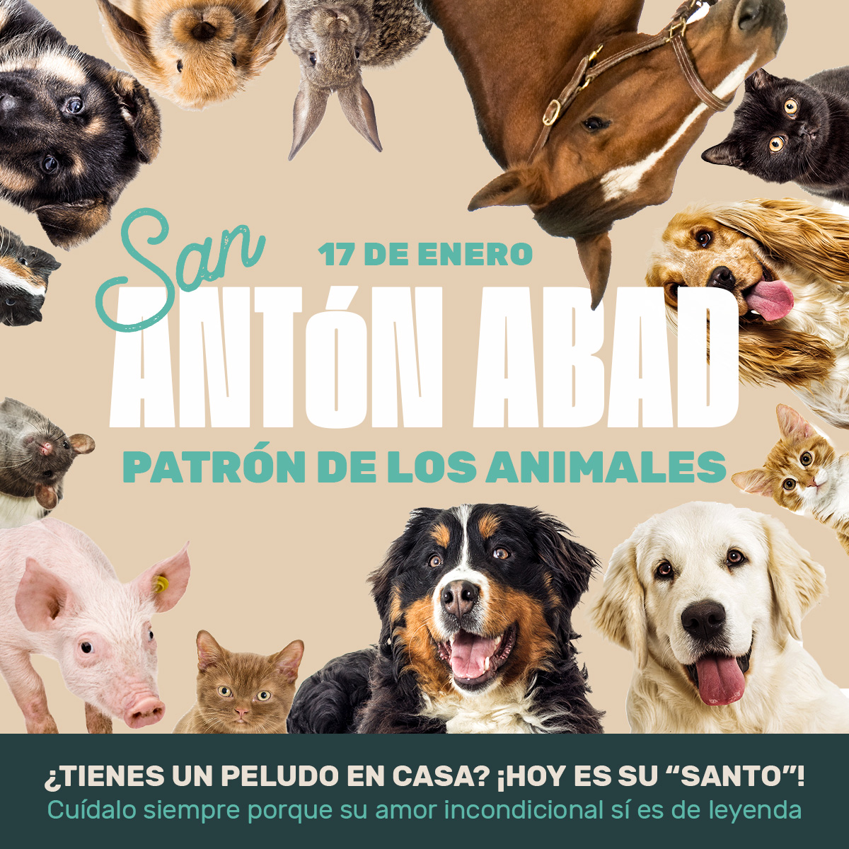 Animalhub_es tweet picture