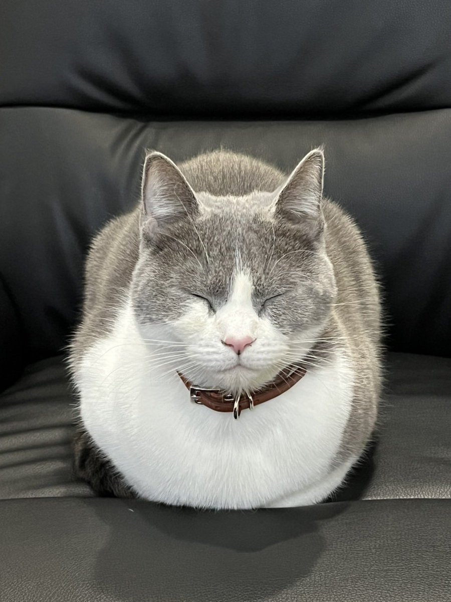willpapa4's tweet photo. 待ち受けにすると幸せになれる...？ふくふく猫。ウィルはとっても元気です。 https://t.co/QuOBMYC0r2