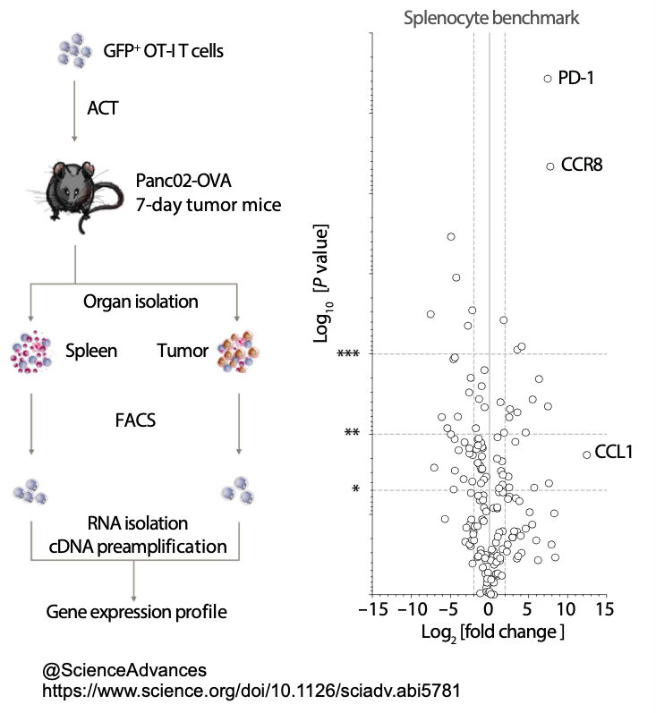 graphitdesign's tweet photo. Hi Scientists! 🧪
Monday is the best day of the week to start a long incubation! Also...
Have you considered using small graphical abstracts to provide clarity on those ‘not so obvious’ experimental layouts? Check out how @blcadilha and @mrbenmebarek do it @ScienceAdvances  🤓 https://t.co/QXpOOZmu8k