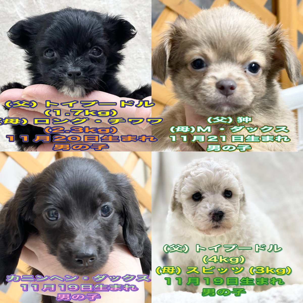 かねだい桶川店 今週入舎のワンちゃん ネコちゃん 販売開始しましたら ブログ ペットステーション かねだい犬 猫検索サイトなどに詳細をアップ致します もうしばらく お待ちください 人 T Co Mxnysnbndm Twitter