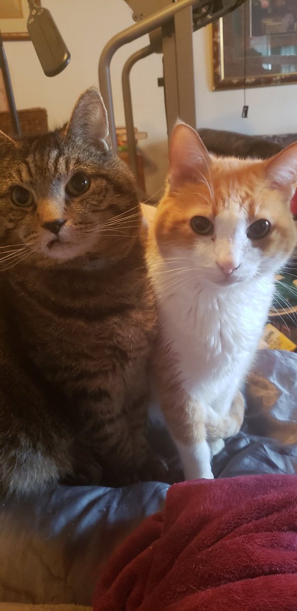 wilsonandtruman's tweet photo. @thekittenwinksy We are Truman and Wilson https://t.co/V6O2040m5A