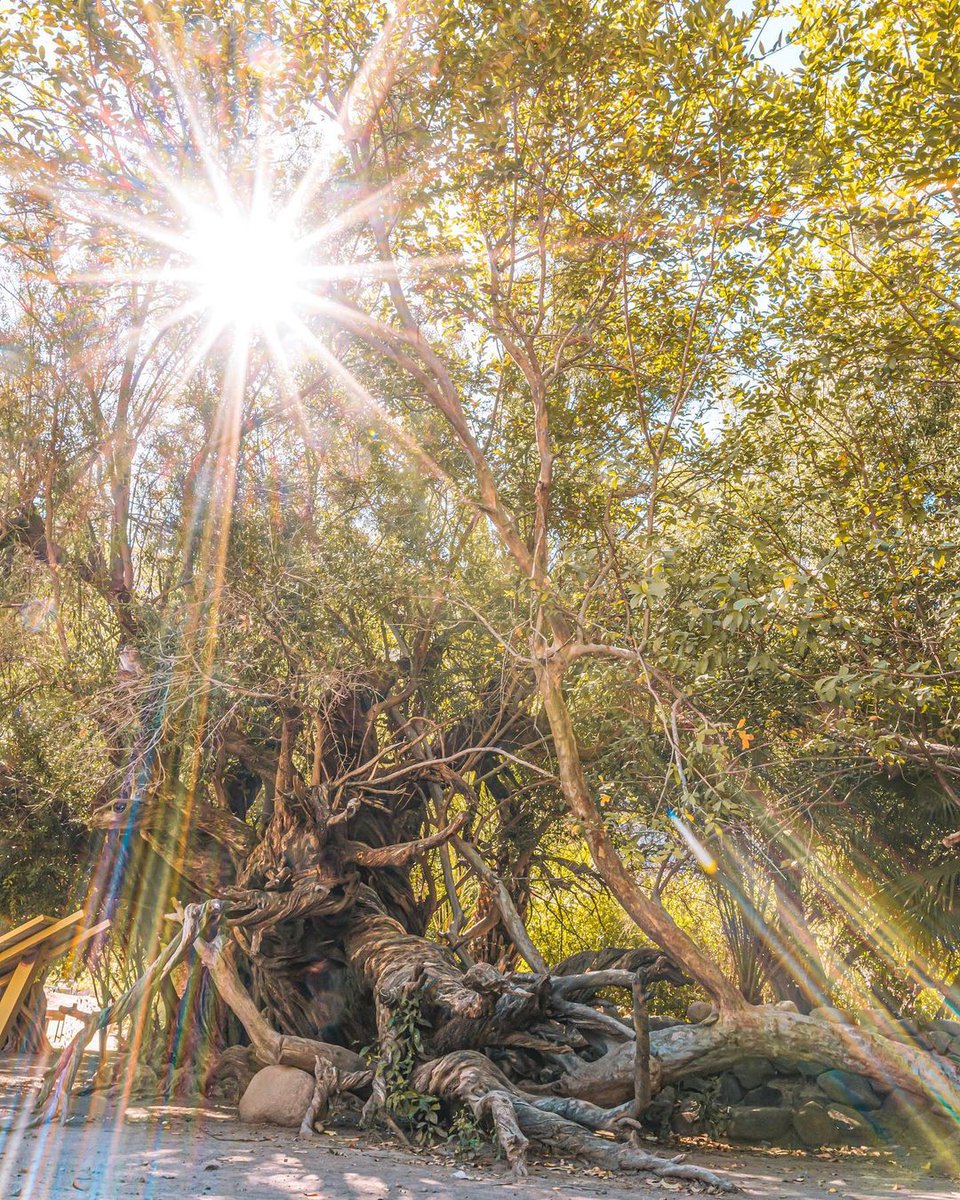 #BuenosDias ☀️
🌵 San Javier, #BajaCaliforniaSur