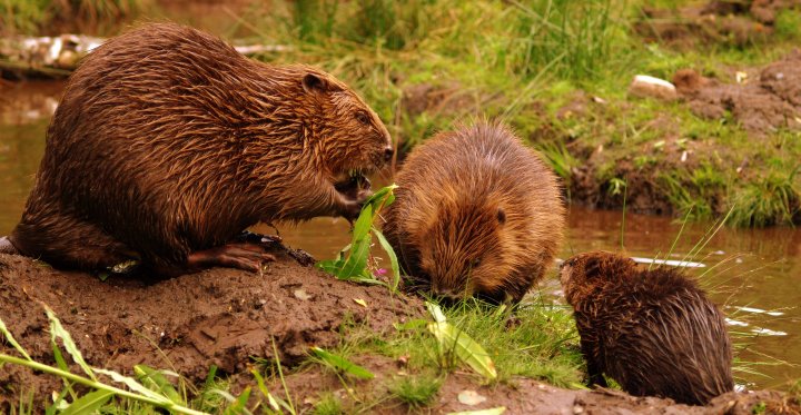 MontWildlife's tweet photo. Just 3 days left until the first #Dyfi beaver consultation workshop. There are just a few places left, so book now to ensure you have your say.
https://t.co/7nU7gFh32V
π·Jeremy Usher Smith
#WelshBeaverProject #beavers https://t.co/LFsMNYcCUn